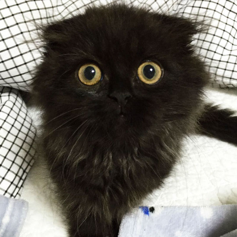 Este  Gimo, o gato com os maiores olhos que voc j viu 05