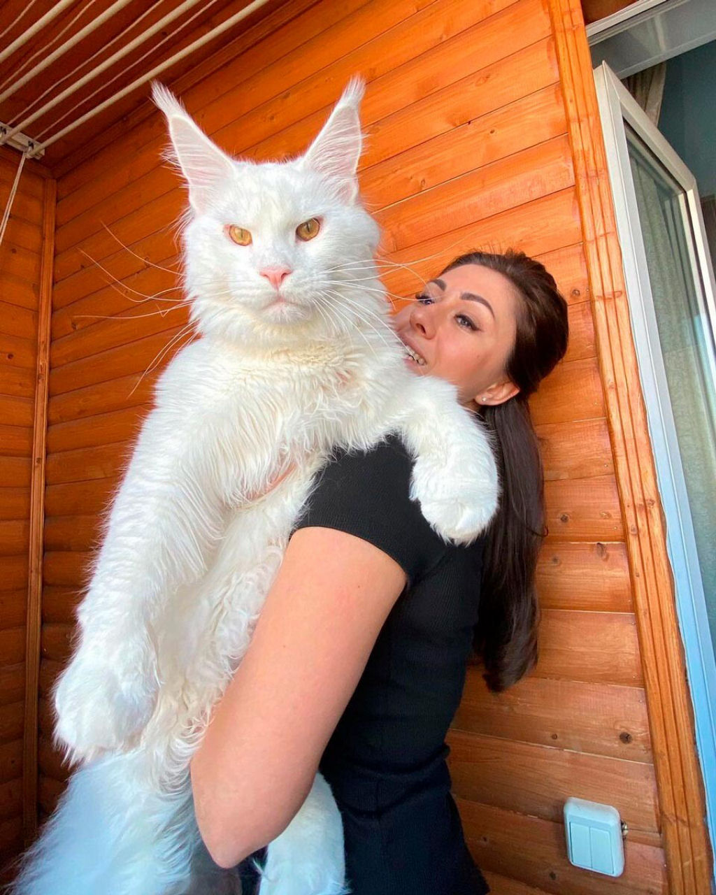 Conheça Kefir, o maior gato do mundo