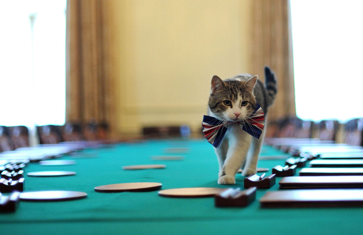 Larry, o gato que j serviu 6 premis como chefe caador de ratos no Gabinete do Governo britnico