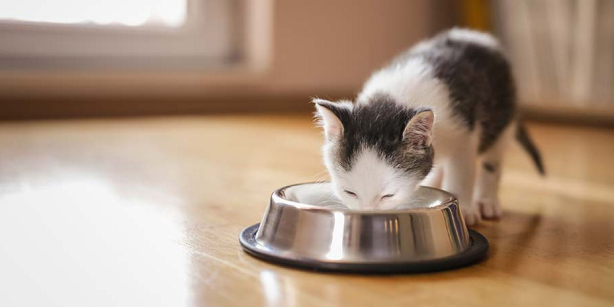 Por que os gatos no devem beber leite de vaca?