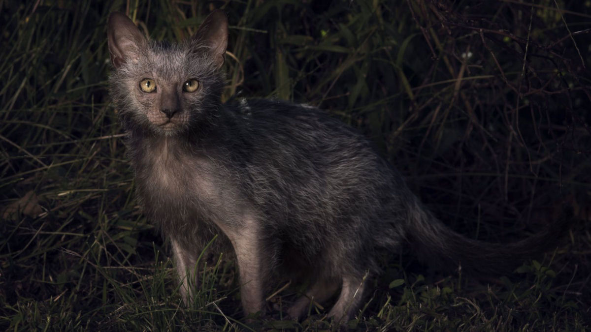 O gato lobo, qual a origem de este gato bizarro e adorável?