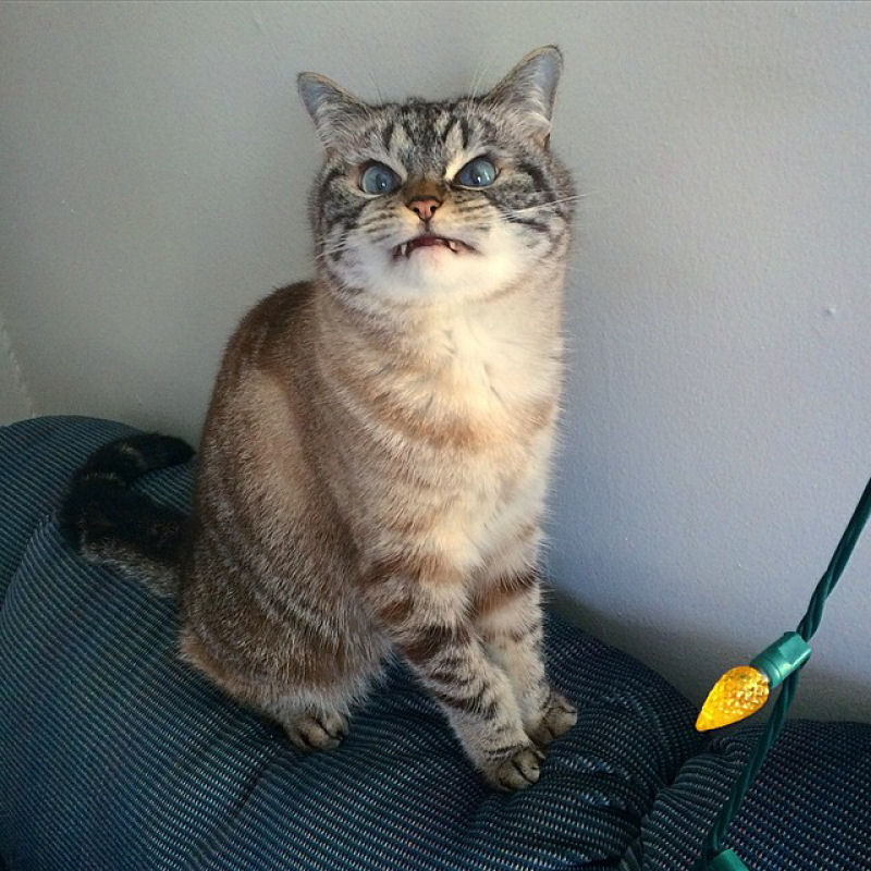 Loki, o gato vampiro adotado com o olhar mais malvado que voc j viu 12