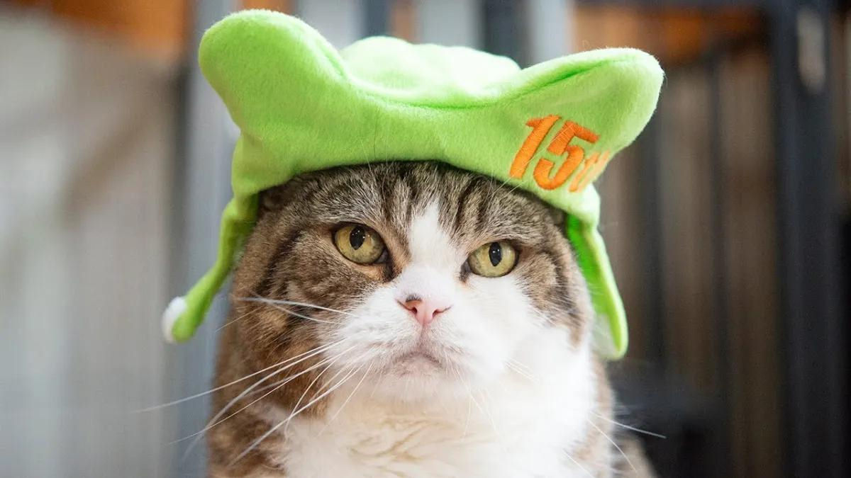 Maru, o gato mais famoso da rede, comemora 15 anos de internet