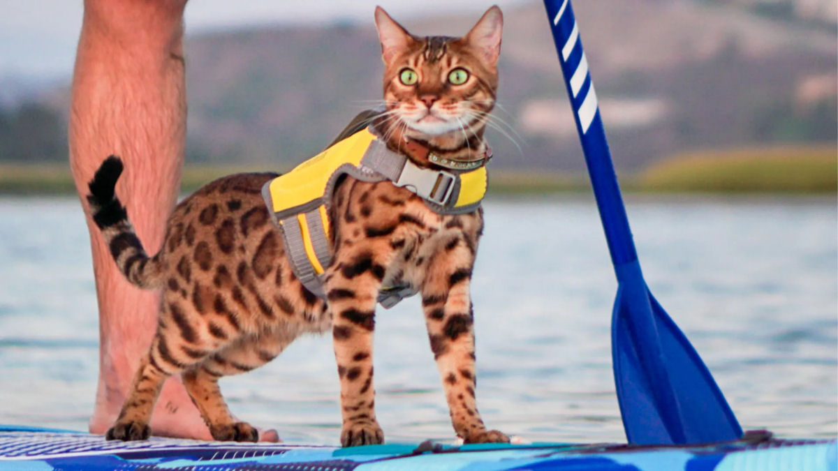 Gato-de-Bengala aprende a surfar para ficar perto do seu humano