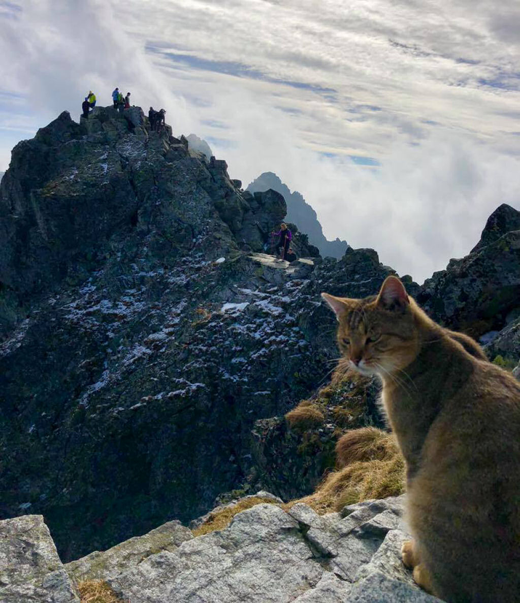 Polons escala montanha de 2.500 metros e encontra um gato domstico no topo esperando por ele