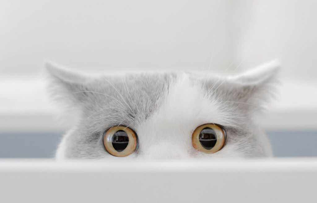 Seu gato pode saber onde você está, mesmo quando não pode vê-lo