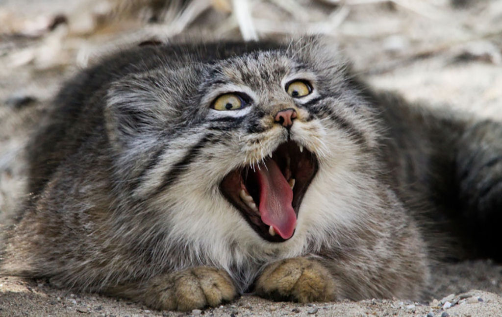 Singularidades extraordinrias de animais extraordinrios: Manul, os felinos mais expressivos do mundo 02