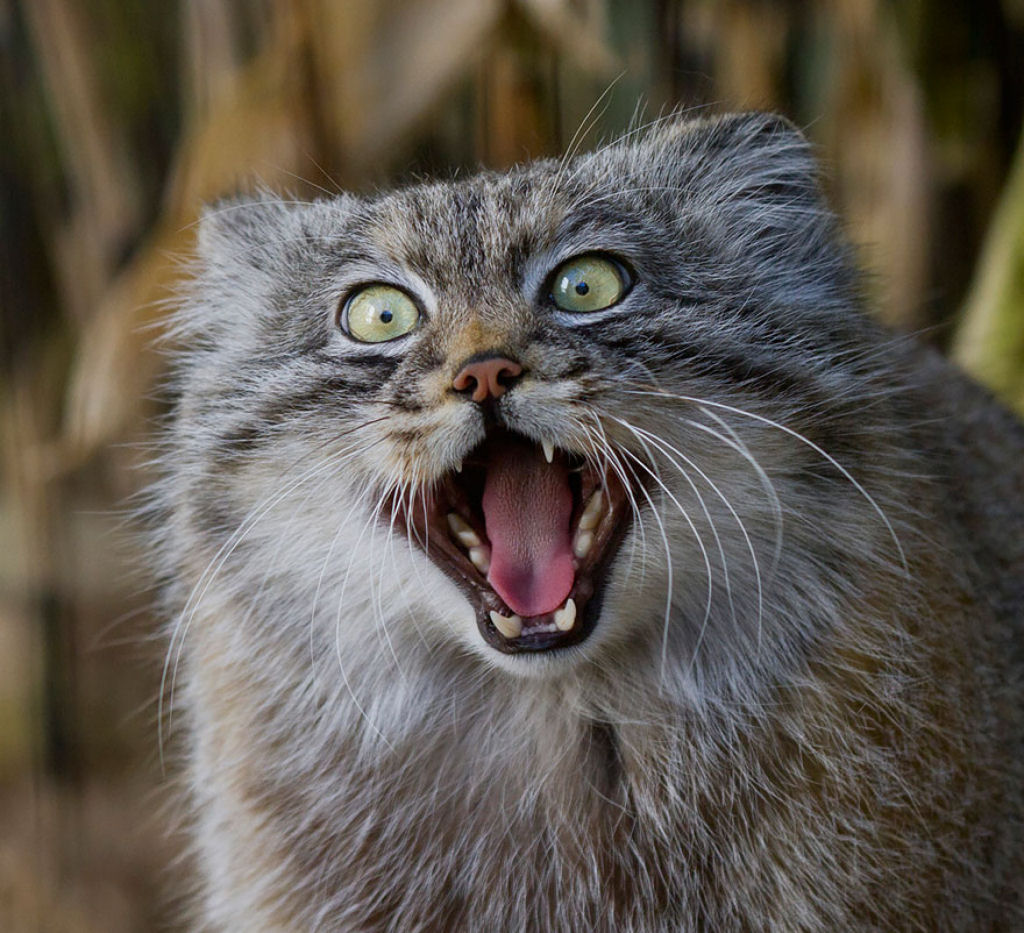 Singularidades extraordinrias de animais extraordinrios: Manul, os felinos mais expressivos do mundo 04