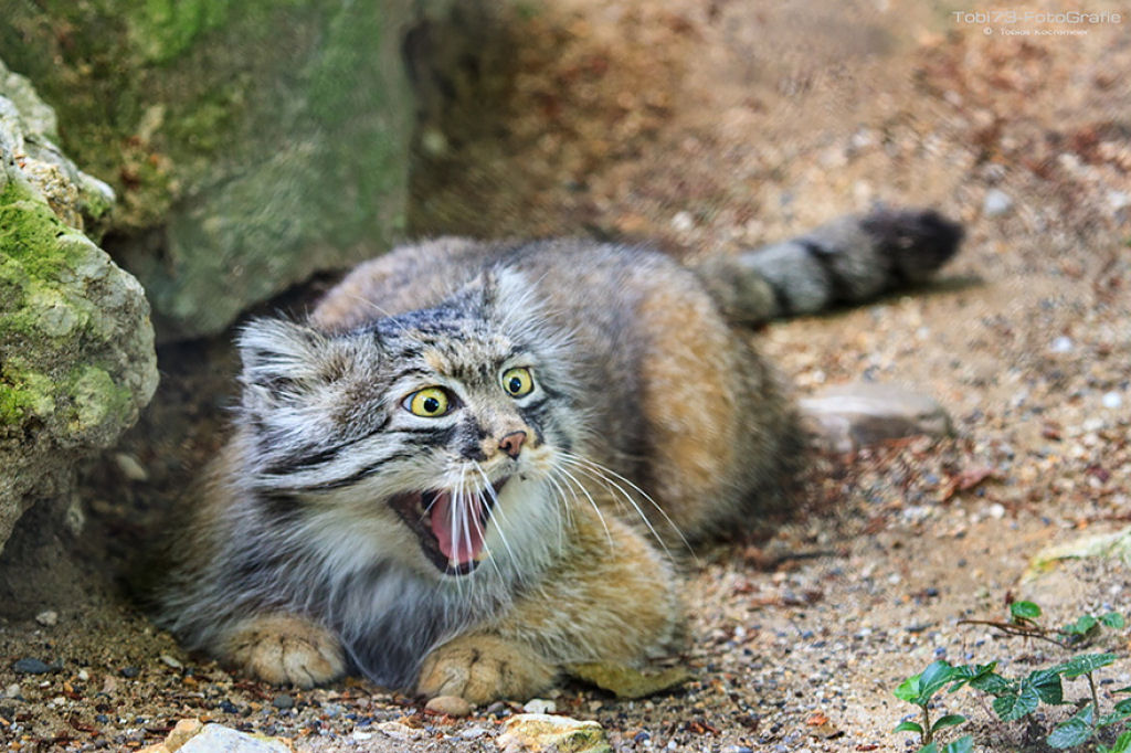 Singularidades extraordinrias de animais extraordinrios: Manul, os felinos mais expressivos do mundo 05