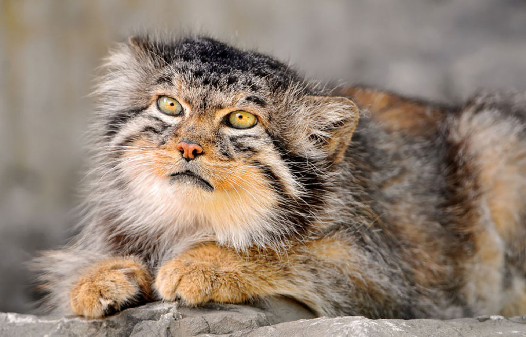 Singularidades extraordinrias de animais extraordinrios: Manul, os felinos mais expressivos do mundo 08