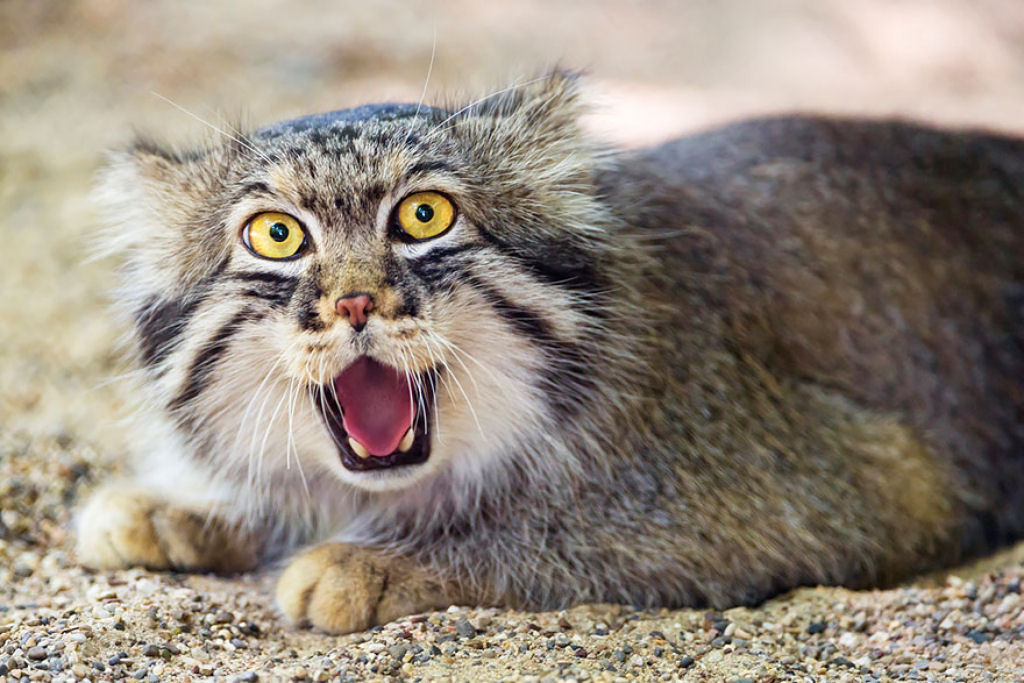 Singularidades extraordinrias de animais extraordinrios: Manul, os felinos mais expressivos do mundo 10