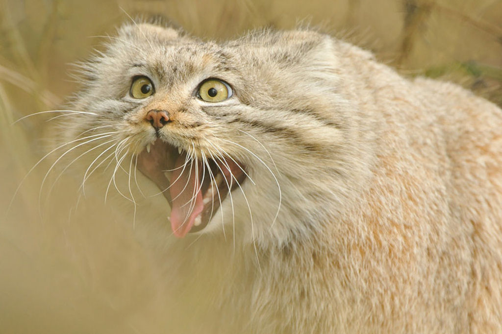 Singularidades extraordinrias de animais extraordinrios: Manul, os felinos mais expressivos do mundo 11