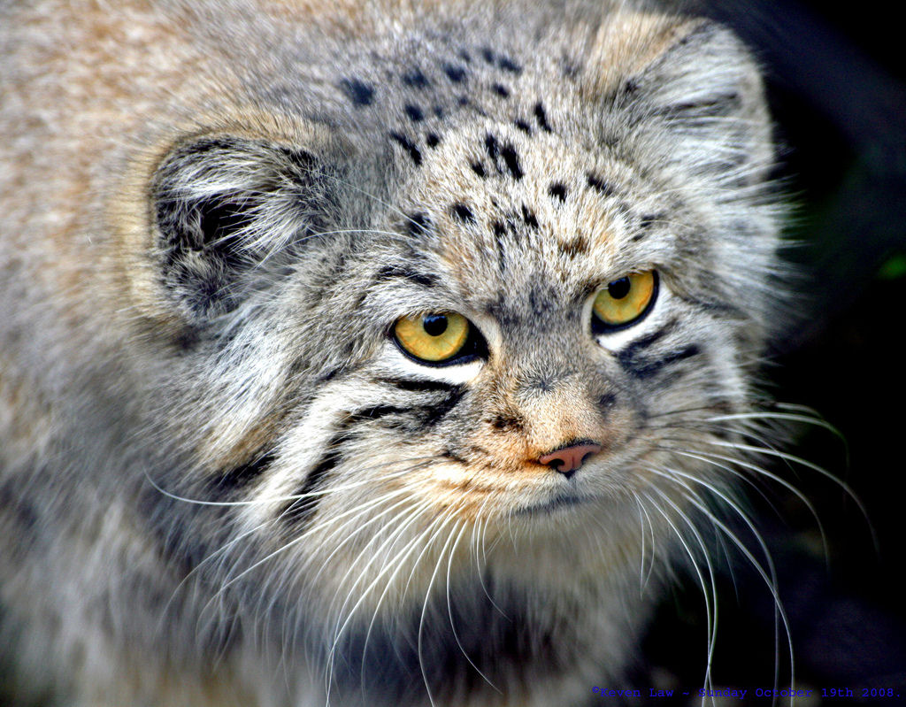 Singularidades extraordinrias de animais extraordinrios: Manul, os felinos mais expressivos do mundo 18