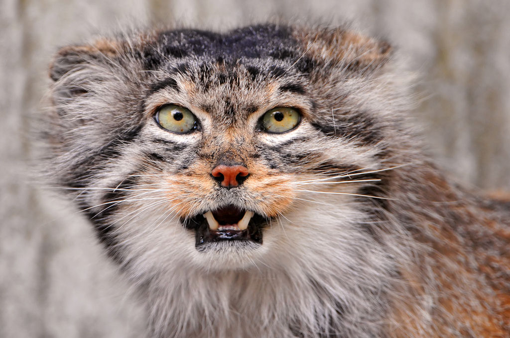 Singularidades extraordinrias de animais extraordinrios: Manul, os felinos mais expressivos do mundo 19