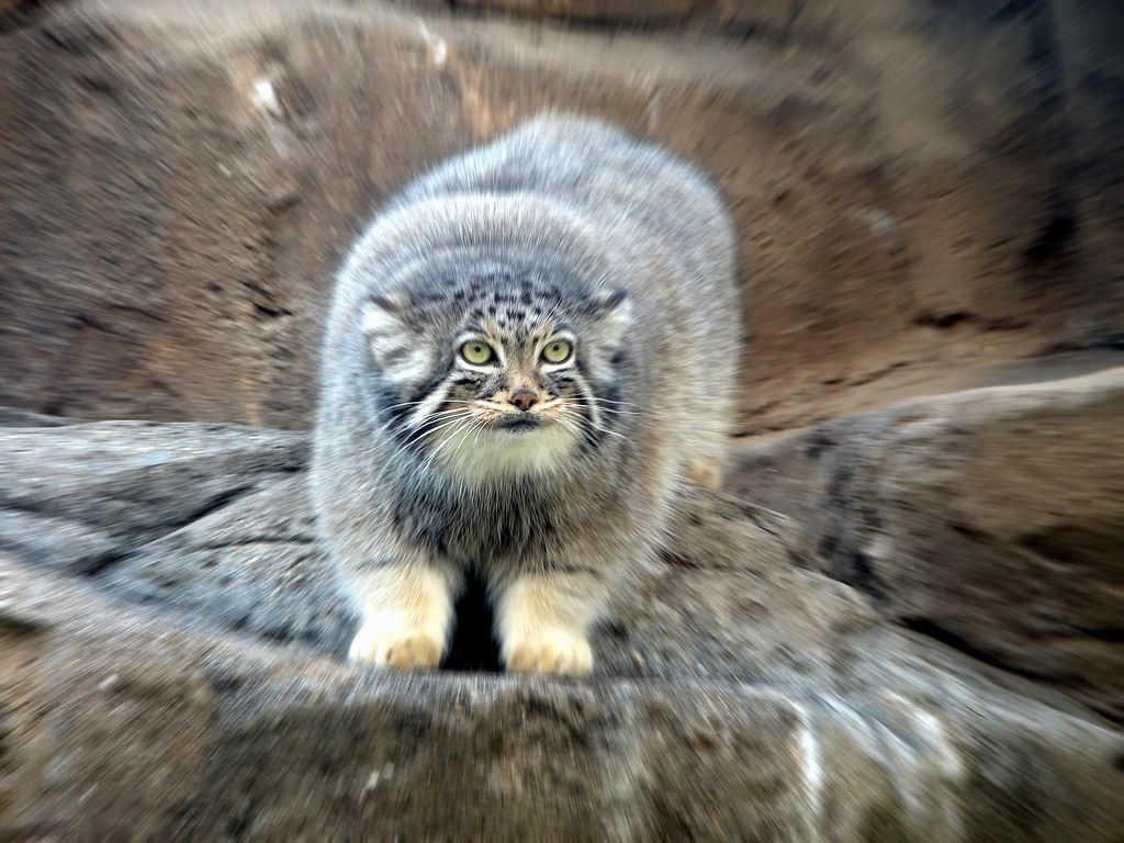Singularidades extraordinrias de animais extraordinrios: Manul, os felinos mais expressivos do mundo 20