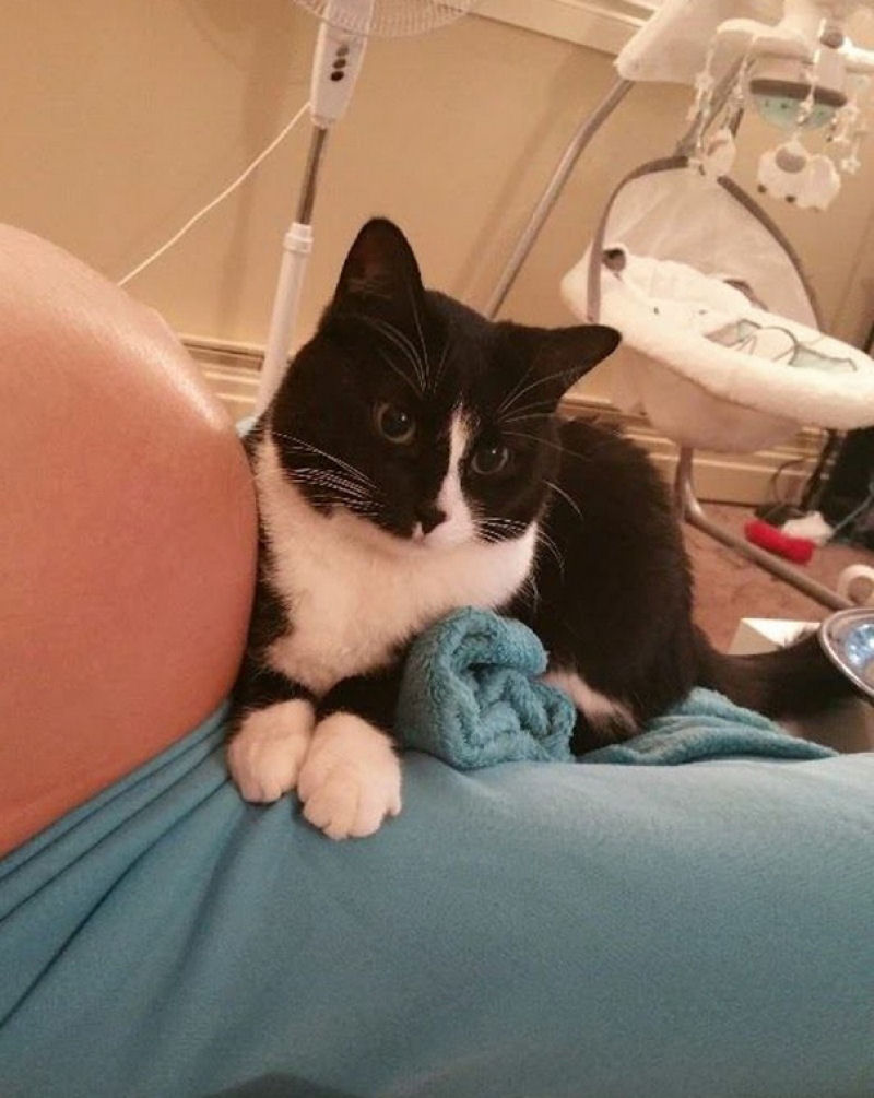 Este gato  guardio de seu pequeno humano dantes mesmo de que nascesse 01