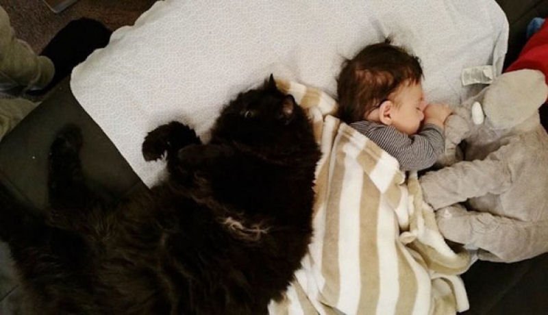 Este gato  guardio de seu pequeno humano antes mesmo de que nascesse 06