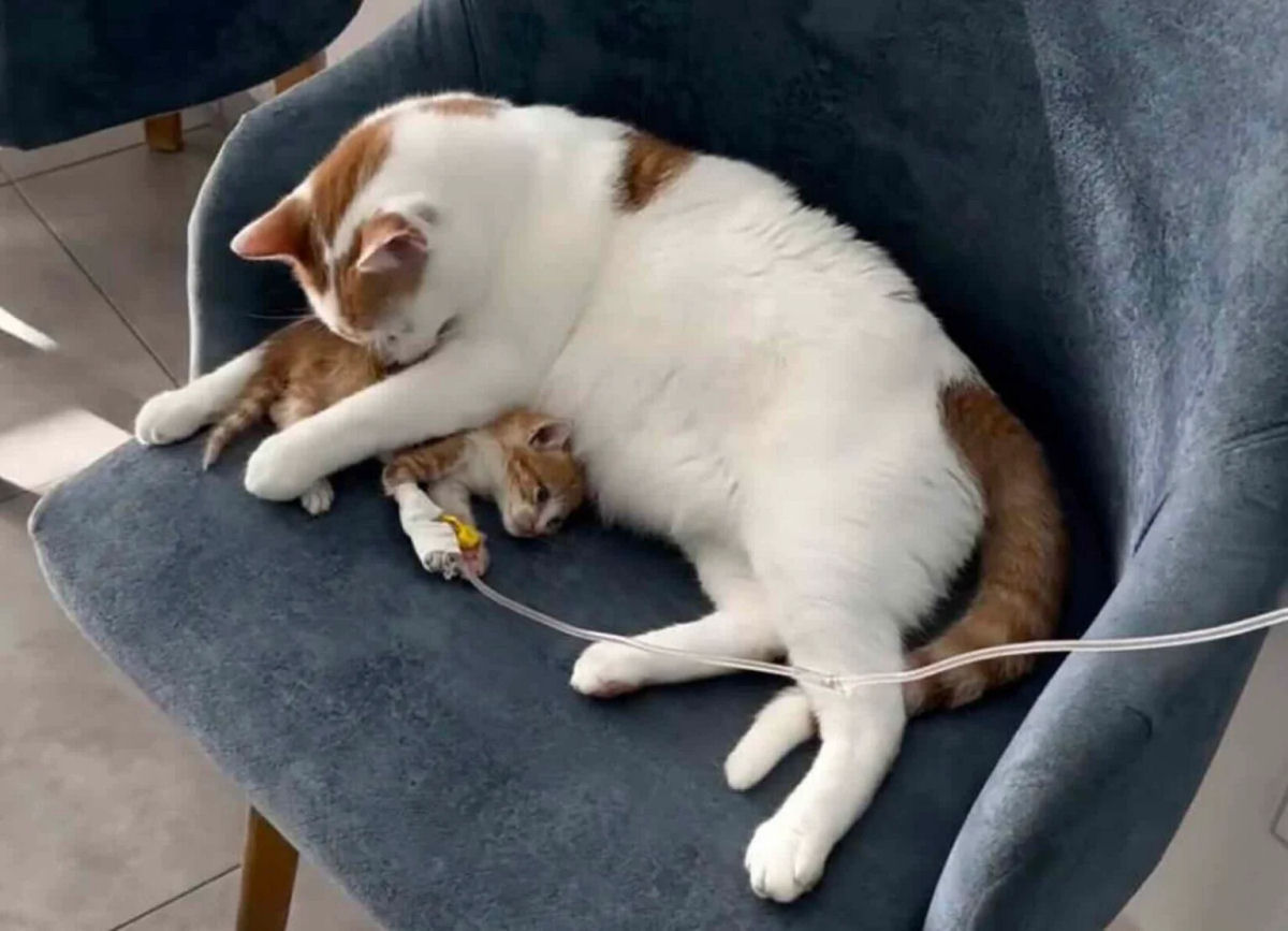 Rico, o gato que se tornou enfermeiro de uma clínica no Marrocos