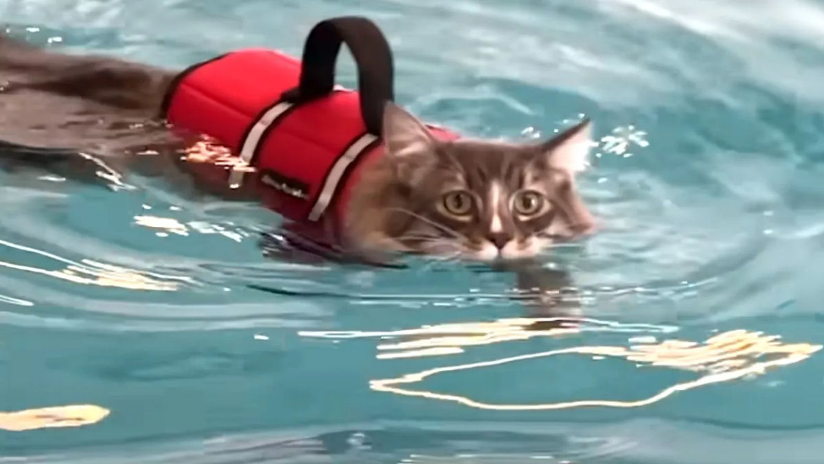 Gato com pata machucada aprende a nadar para finalmente poder andar de quatro novamente