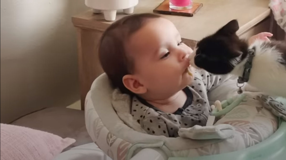 Gatinho não sai do lado de sua humaninha de forma alguma
