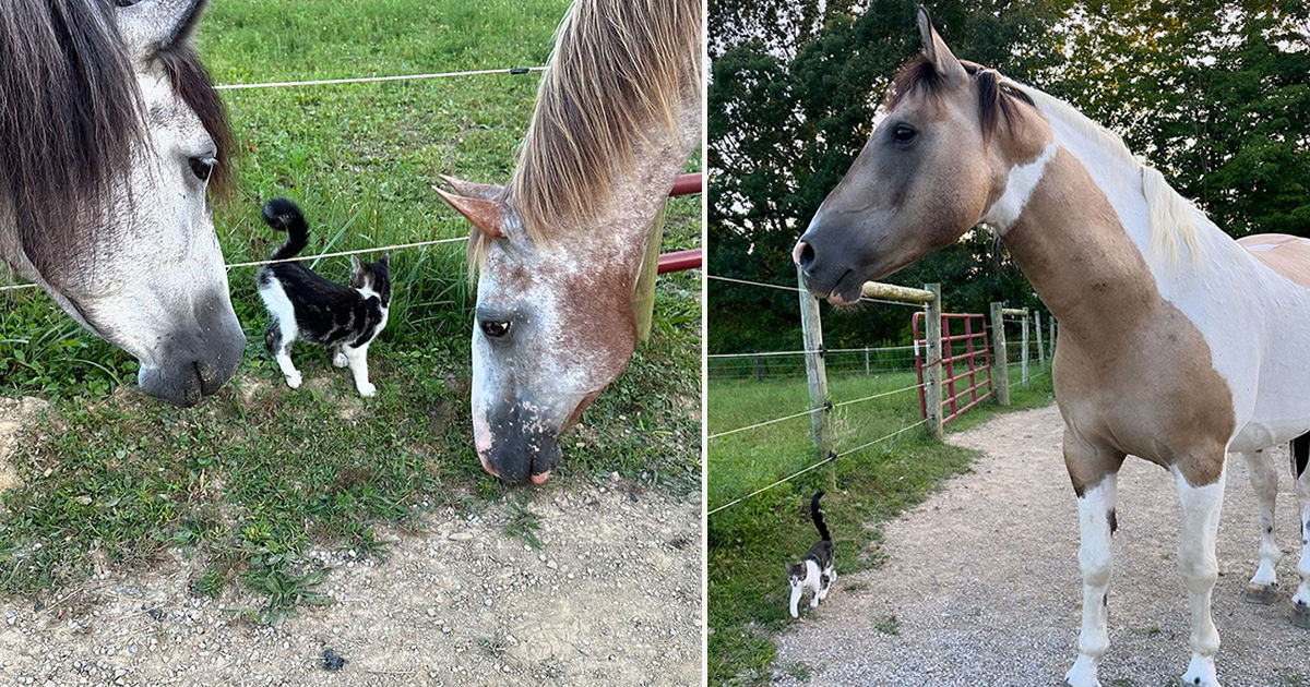 Cavalos resgatados acolhem gatinho vira-lata em seu rebanho