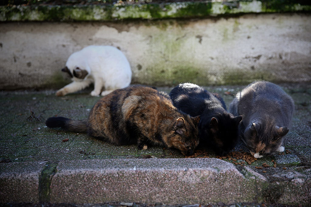 Gatos de rua dominam ilha turca no inverno