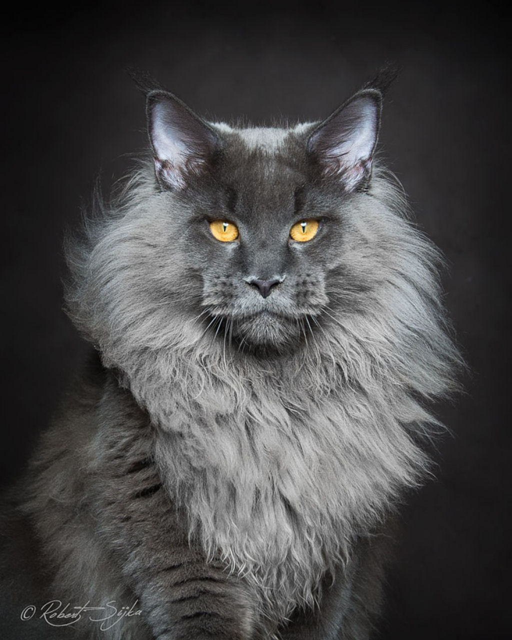 Retratos de gatos Maine Coon que se parecem com criaturas mticas majestosas 02
