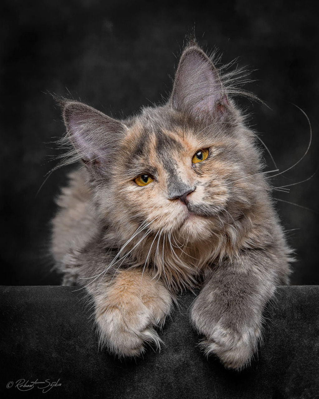 Retratos de gatos Maine Coon que se parecem com criaturas mticas majestosas 03
