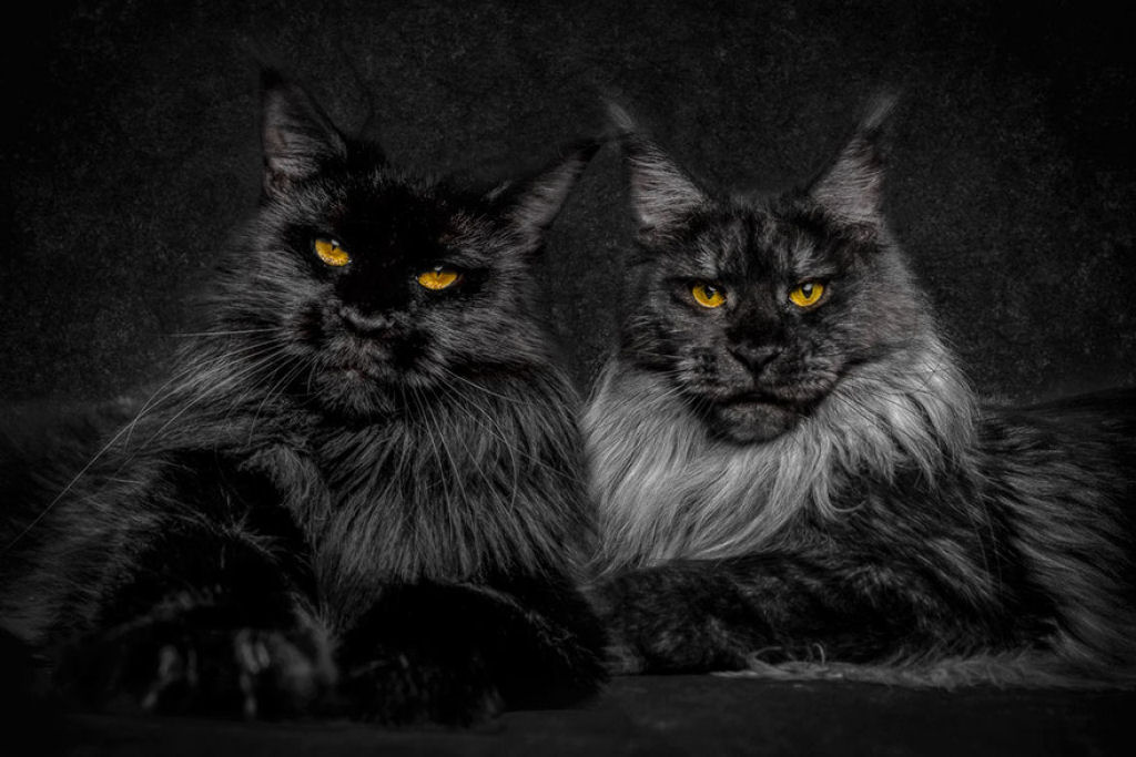 Retratos de gatos Maine Coon que se parecem com criaturas mticas majestosas 04