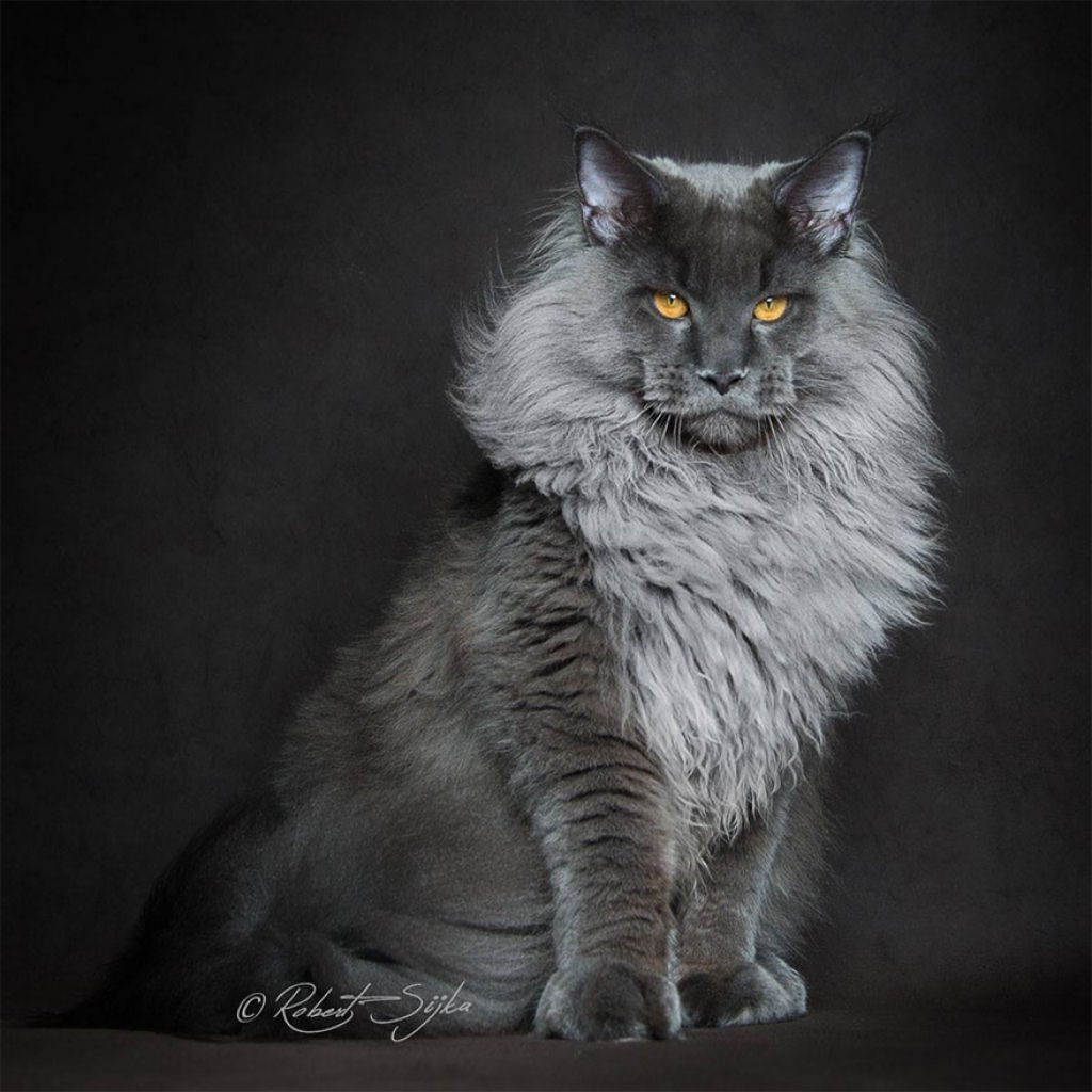 Retratos de gatos Maine Coon que se parecem com criaturas mticas majestosas 05
