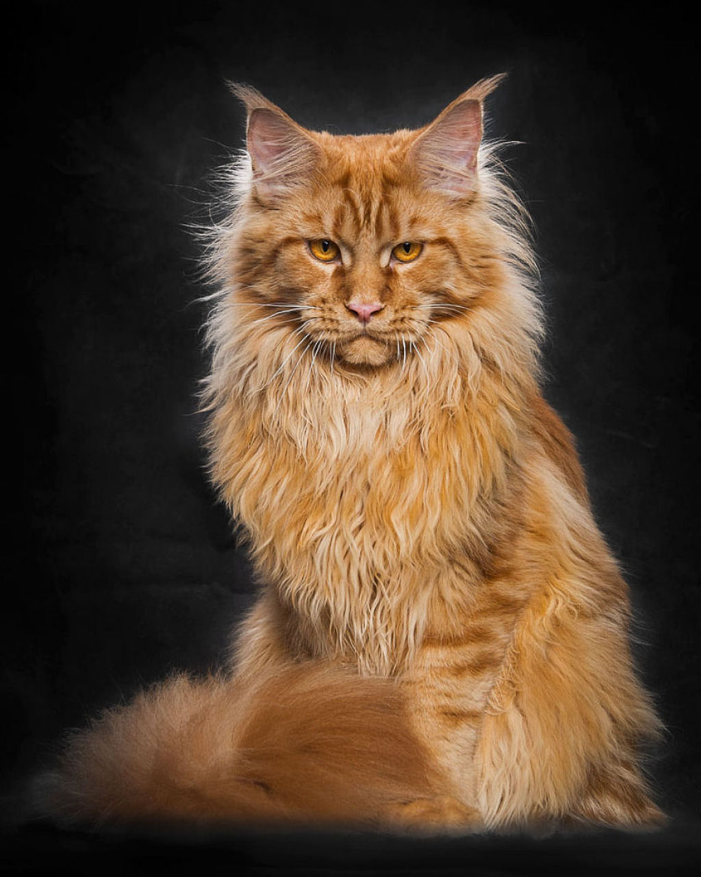 Retratos de gatos Maine Coon que se parecem com criaturas mticas majestosas 07