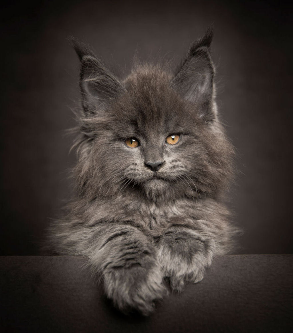 Retratos de gatos Maine Coon que se parecem com criaturas mticas majestosas 08