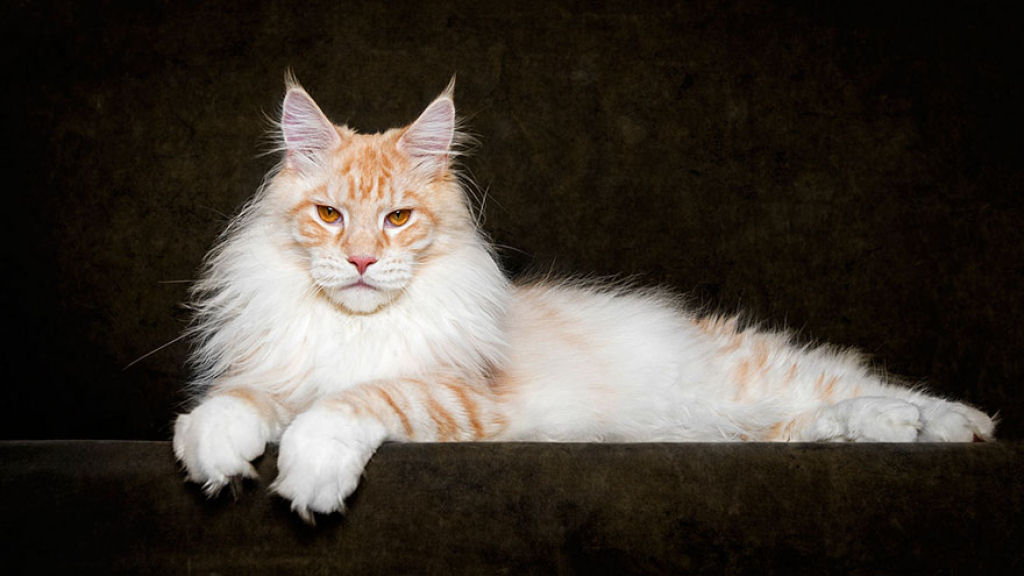 Retratos de gatos Maine Coon que se parecem com criaturas mticas majestosas 09