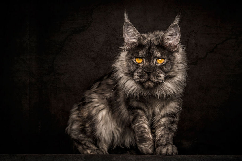 Retratos de gatos Maine Coon que se parecem com criaturas mticas majestosas 10