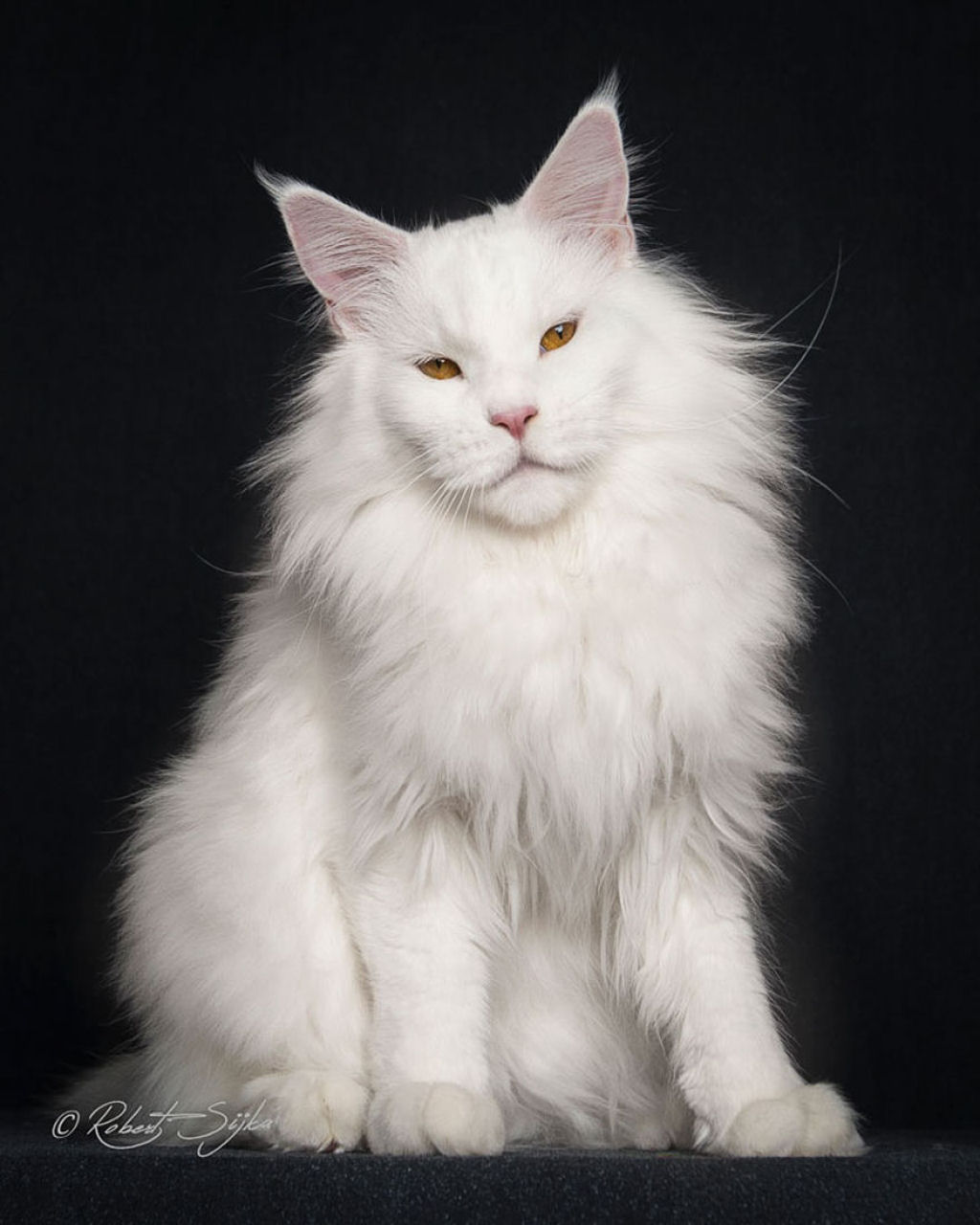Retratos de gatos Maine Coon que se parecem com criaturas mticas majestosas 11