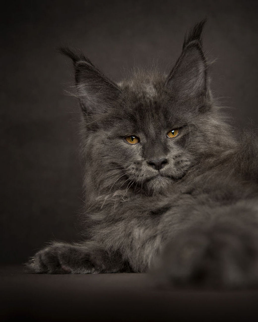 Retratos de gatos Maine Coon que se parecem com criaturas mticas majestosas 12