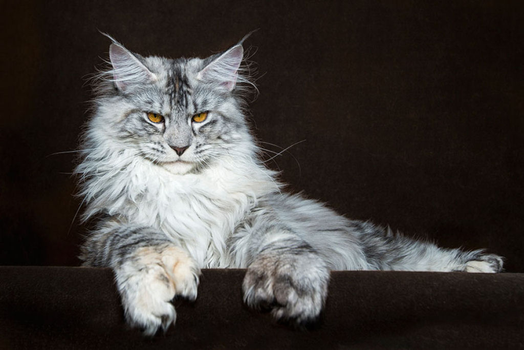 Retratos de gatos Maine Coon que se parecem com criaturas mticas majestosas 13