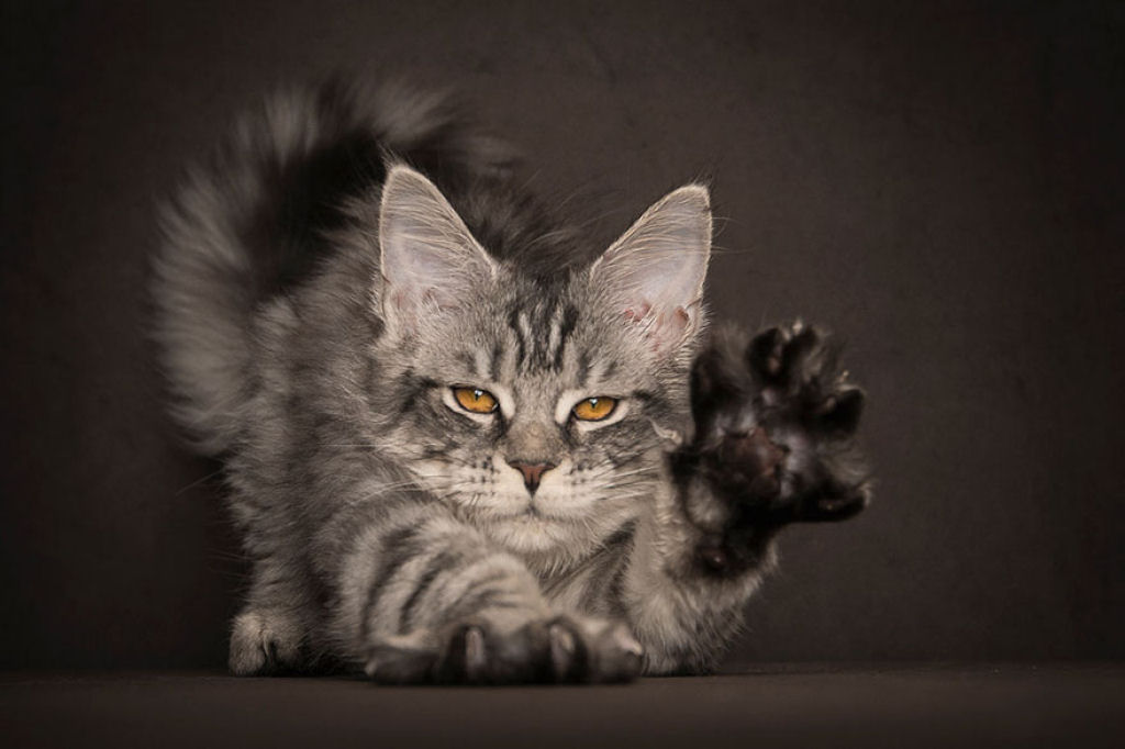 Retratos de gatos Maine Coon que se parecem com criaturas mticas majestosas 14
