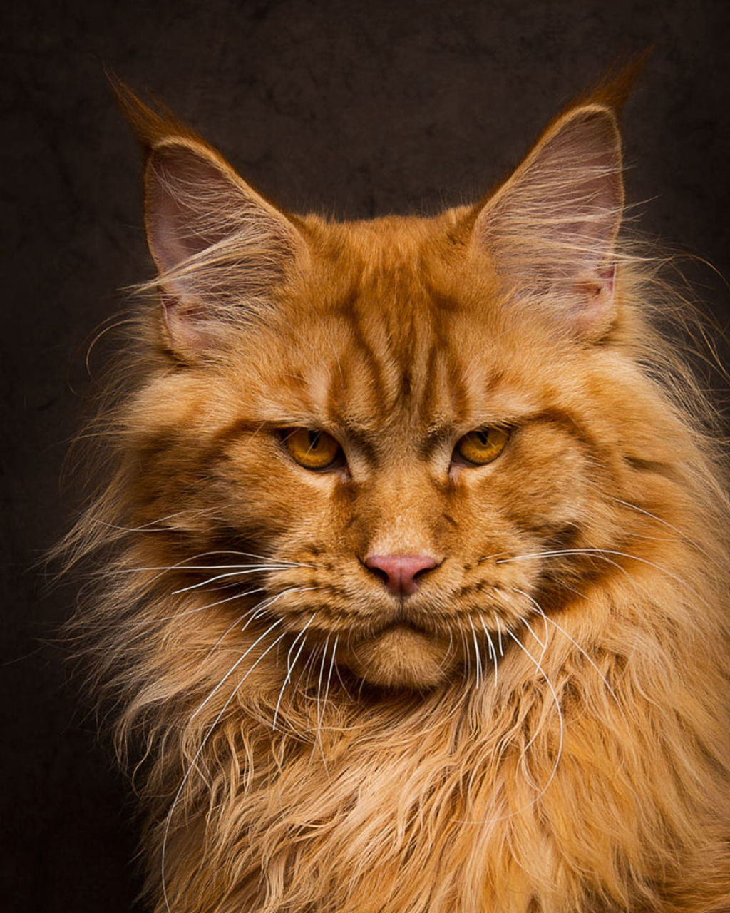 Retratos de gatos Maine Coon que se parecem com criaturas mticas majestosas 15