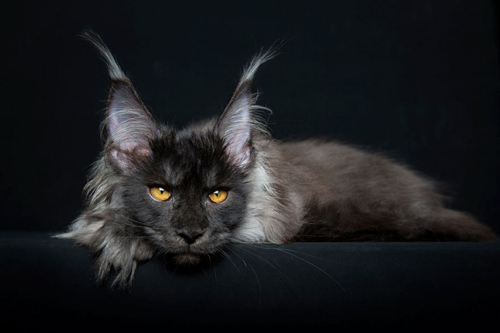 Retratos de gatos Maine Coon que se parecem com criaturas mticas majestosas 18