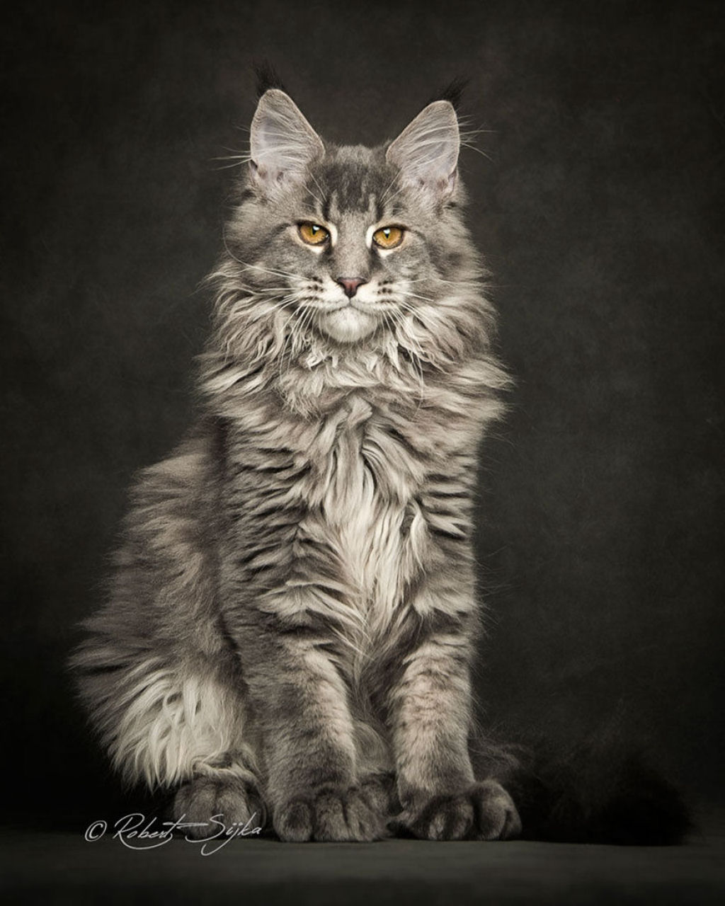 Retratos de gatos Maine Coon que se parecem com criaturas mticas majestosas 19