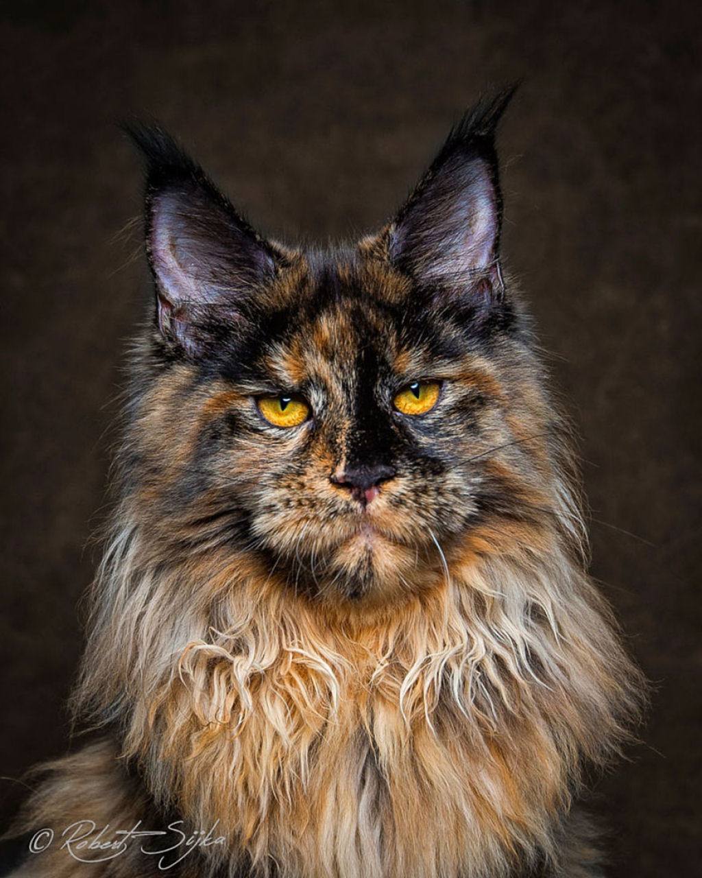 Retratos de gatos Maine Coon que se parecem com criaturas mticas majestosas 20