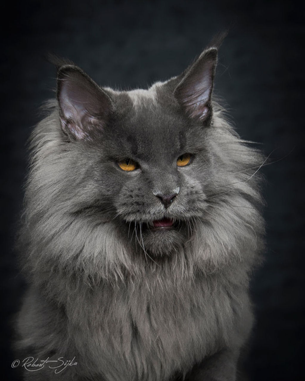 Retratos de gatos Maine Coon que se parecem com criaturas mticas majestosas 22
