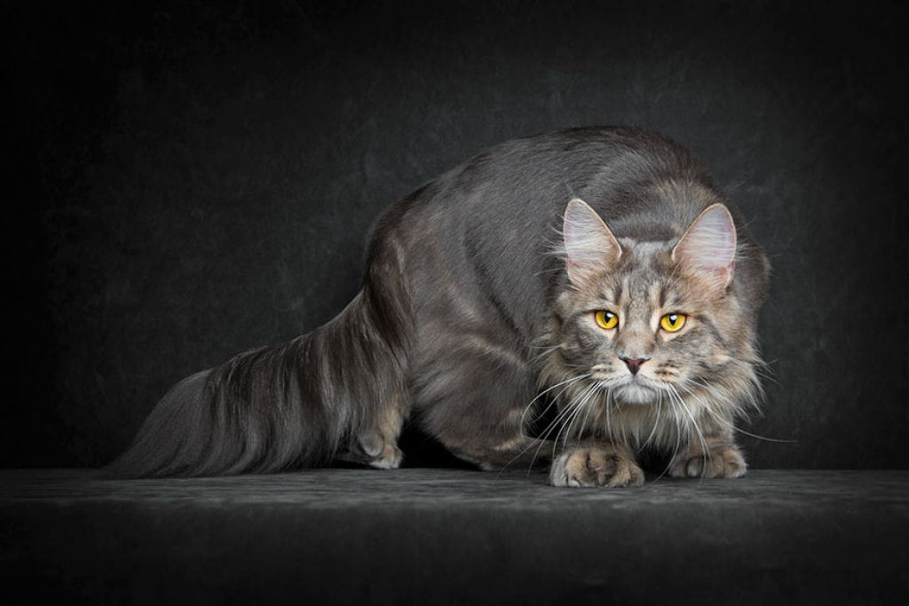 Retratos de gatos Maine Coon que se parecem com criaturas mticas majestosas 24