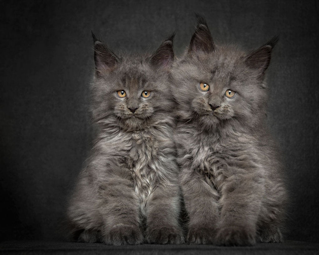 Retratos de gatos Maine Coon que se parecem com criaturas mticas majestosas 25