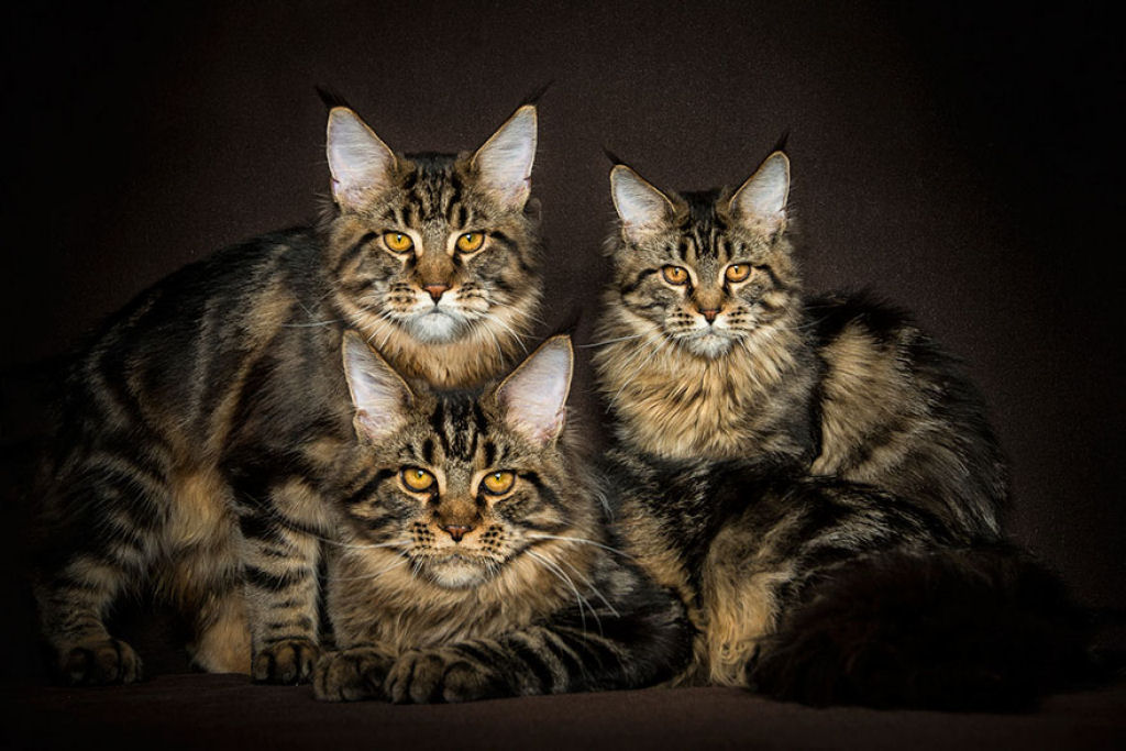 Retratos de gatos Maine Coon que se parecem com criaturas mticas majestosas 26