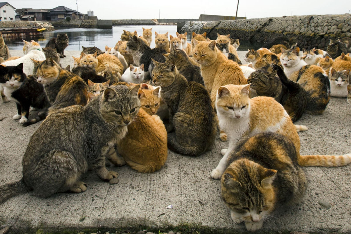 A Ilha Aoshima do Japo tem o equivalente a 10 gatos por pessoa
