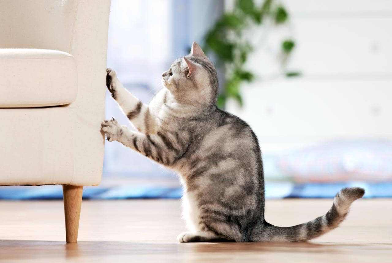 A verdadeira razo pela qual os gatos arranham o mobilirio (no, no esto afiando as unhas)