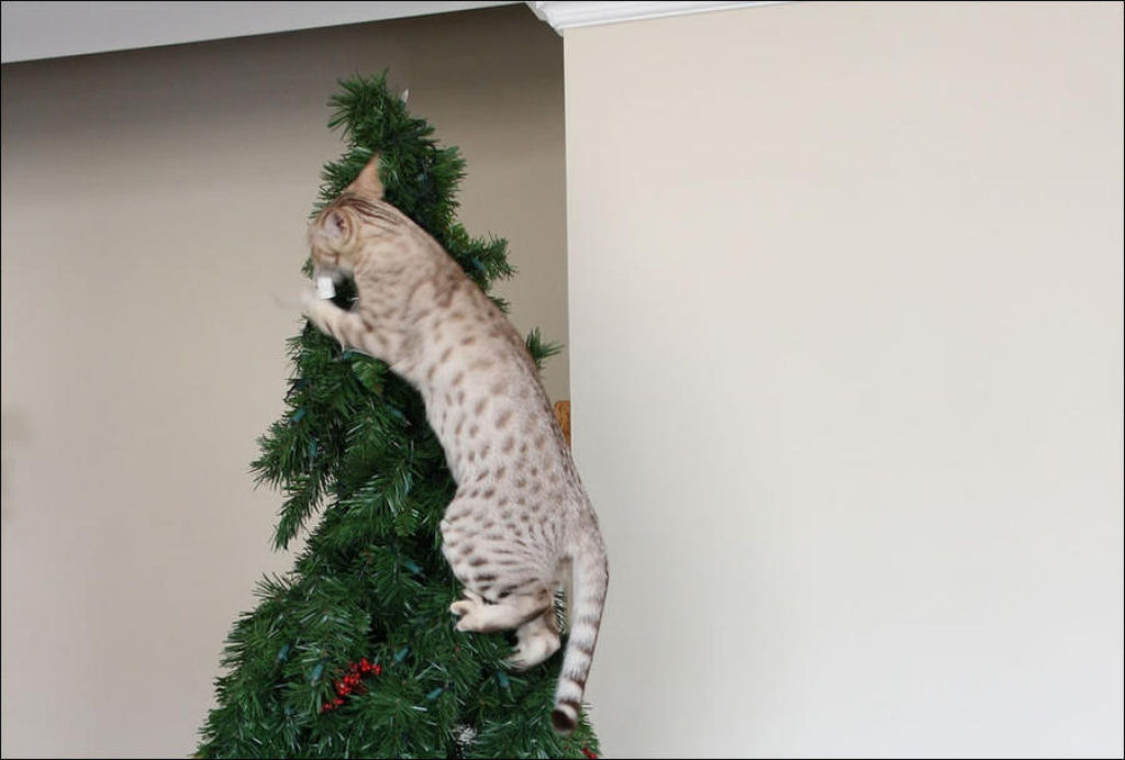 Árvores de Natal são para gatos? 01