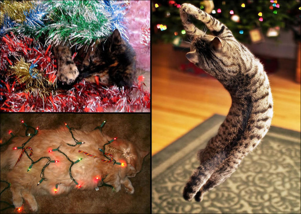 Árvores de Natal são para gatos? 03